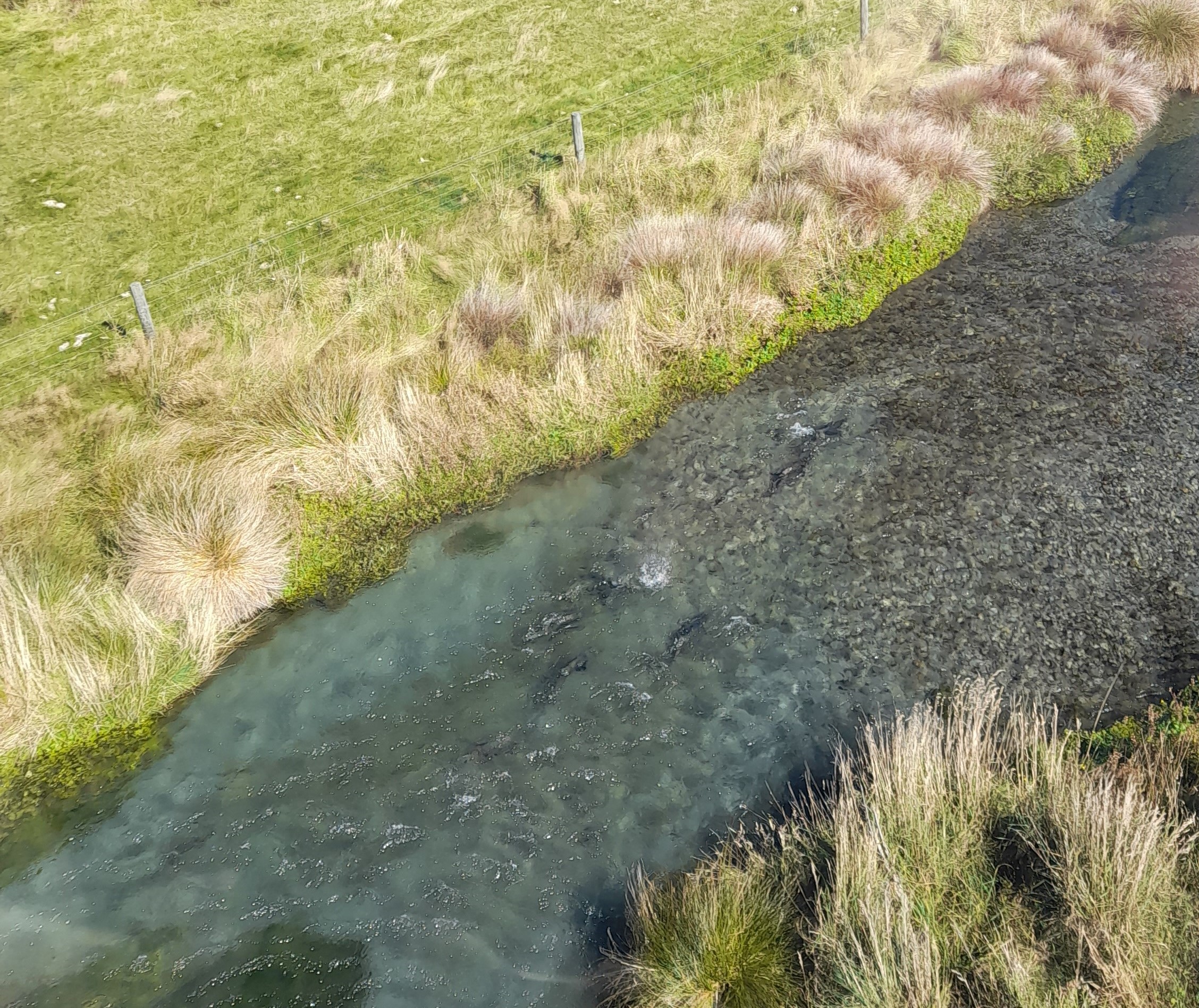 WFR2122.61 Sea run salmon spawning at Deep Stream a tributary of the Rangitata River Credit H Stevens