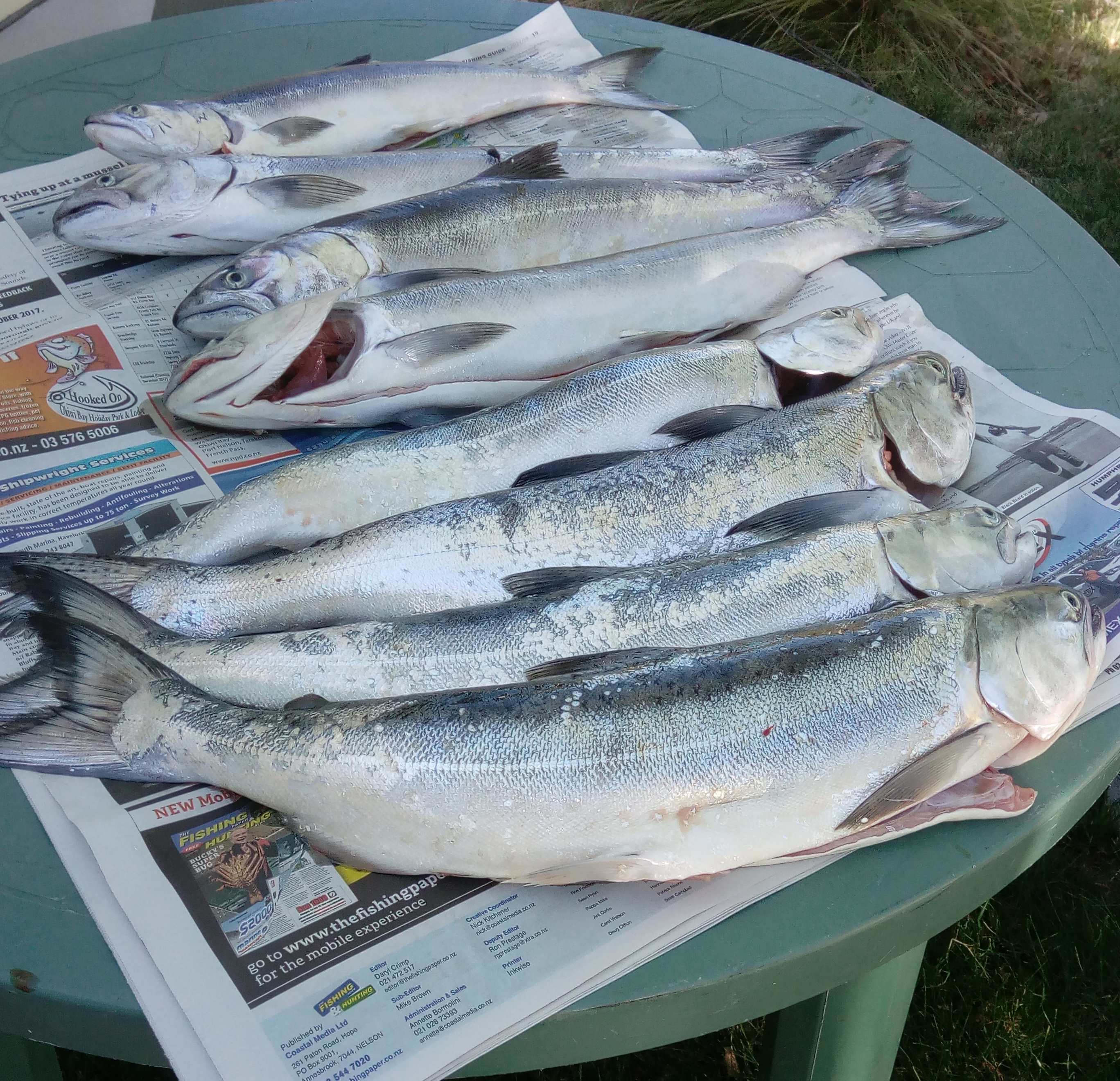 WFR1718.22 A Lake Tekapo salmon double bag limit for two Temuka spin anglers