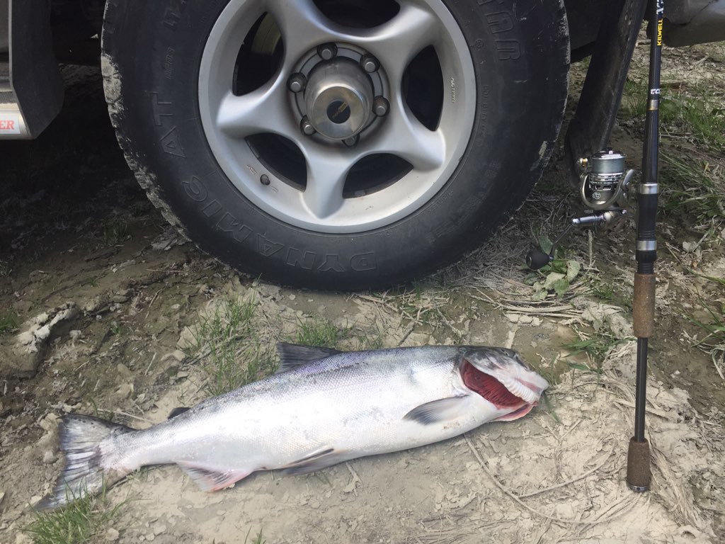 WFR1920.59Stephen Newberrys Waitaki River salmon