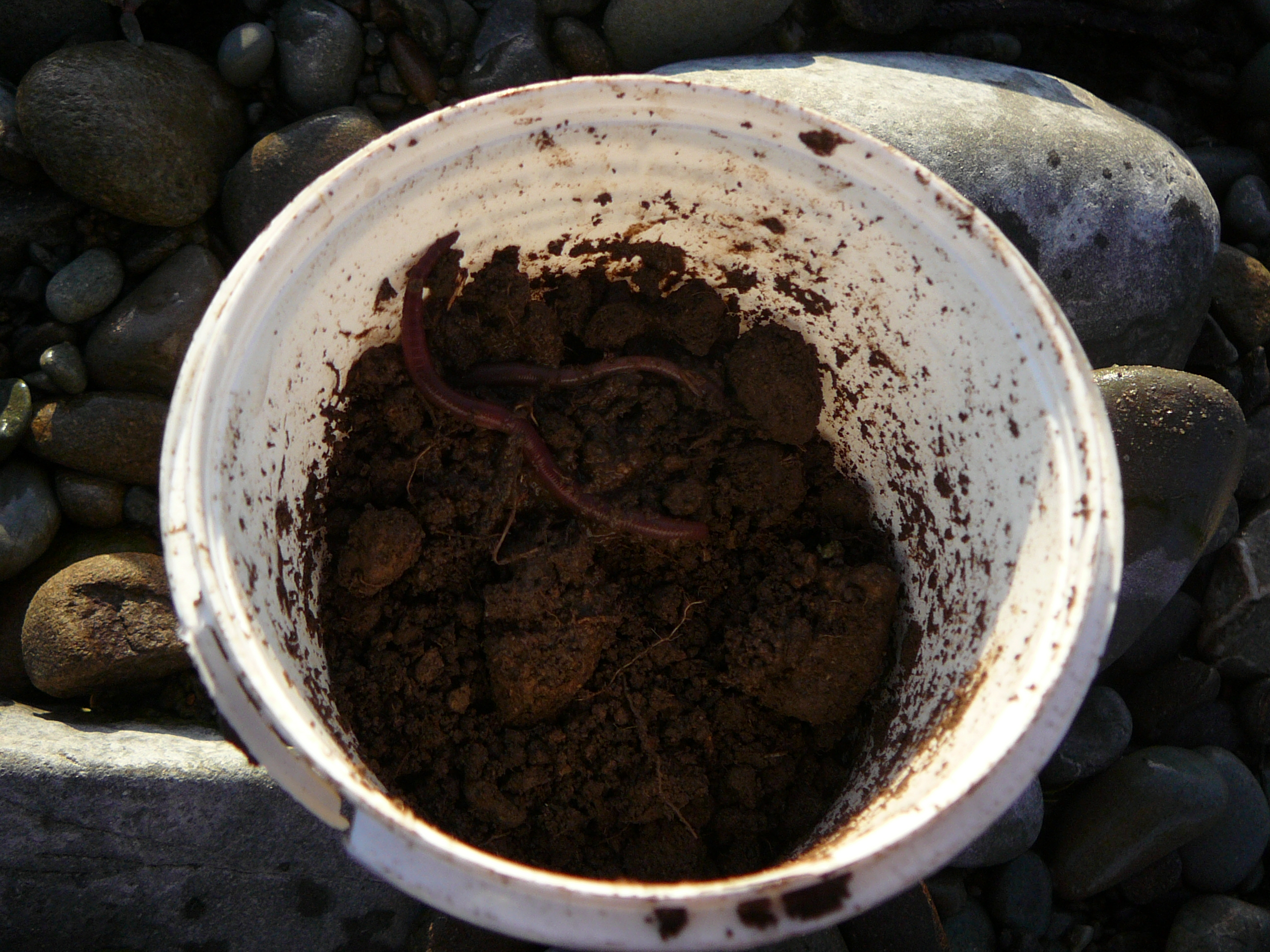 worm selection a crucial decision for the young angler