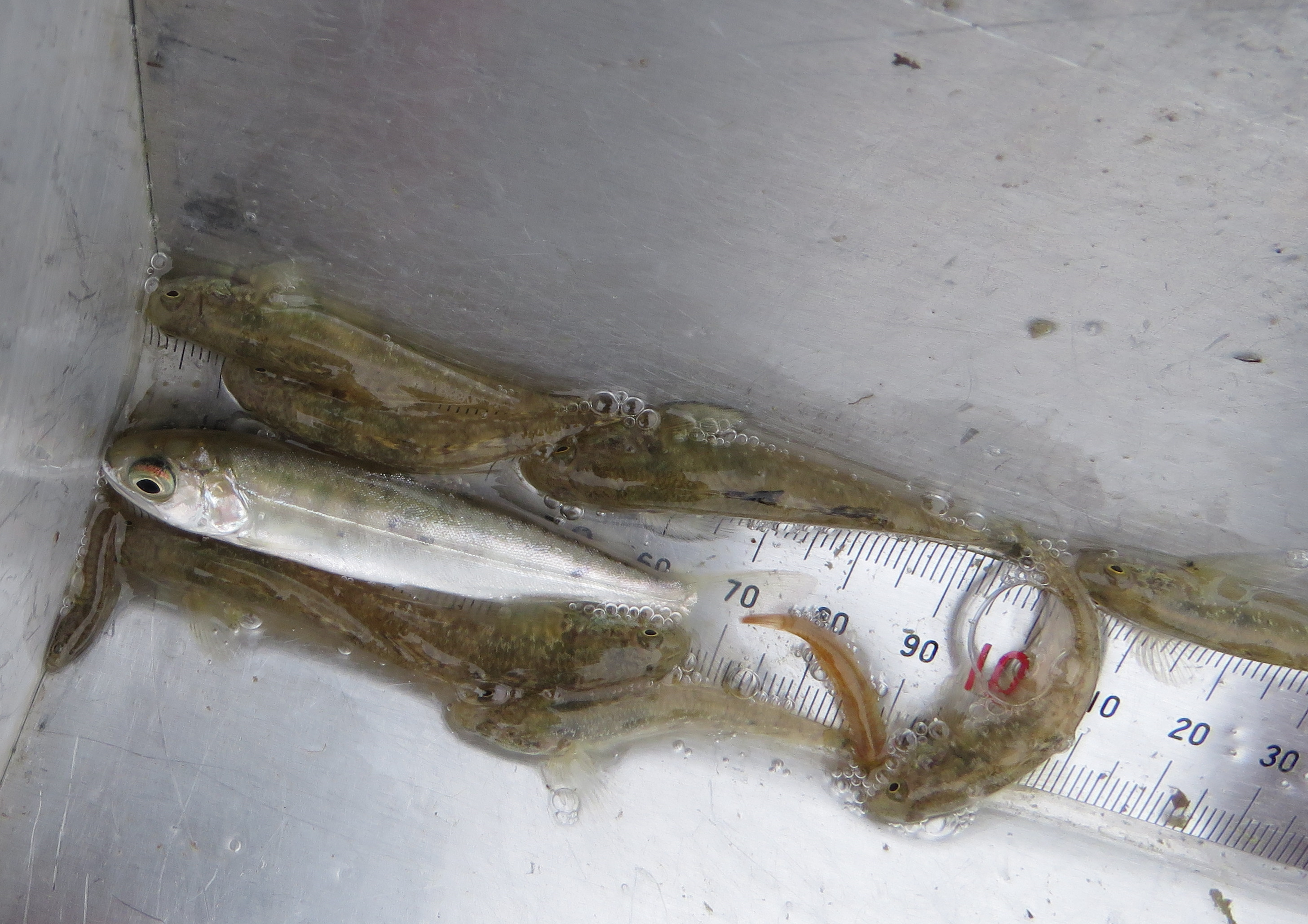 WFR2122.32 salmon smolt and common bullies caught seine netting at the Waitaki Hapua Credit R Adams 
