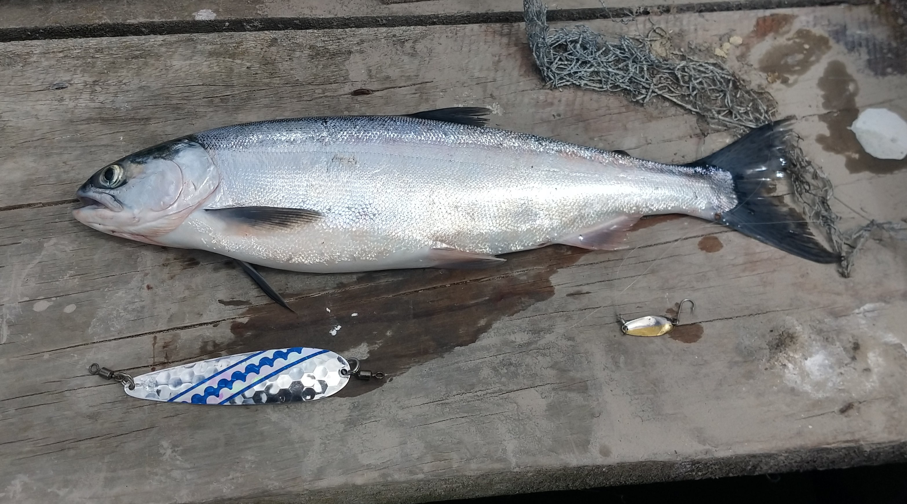 WFR1819.17the sockeye rig and its 420mm long sockeye salmon victim