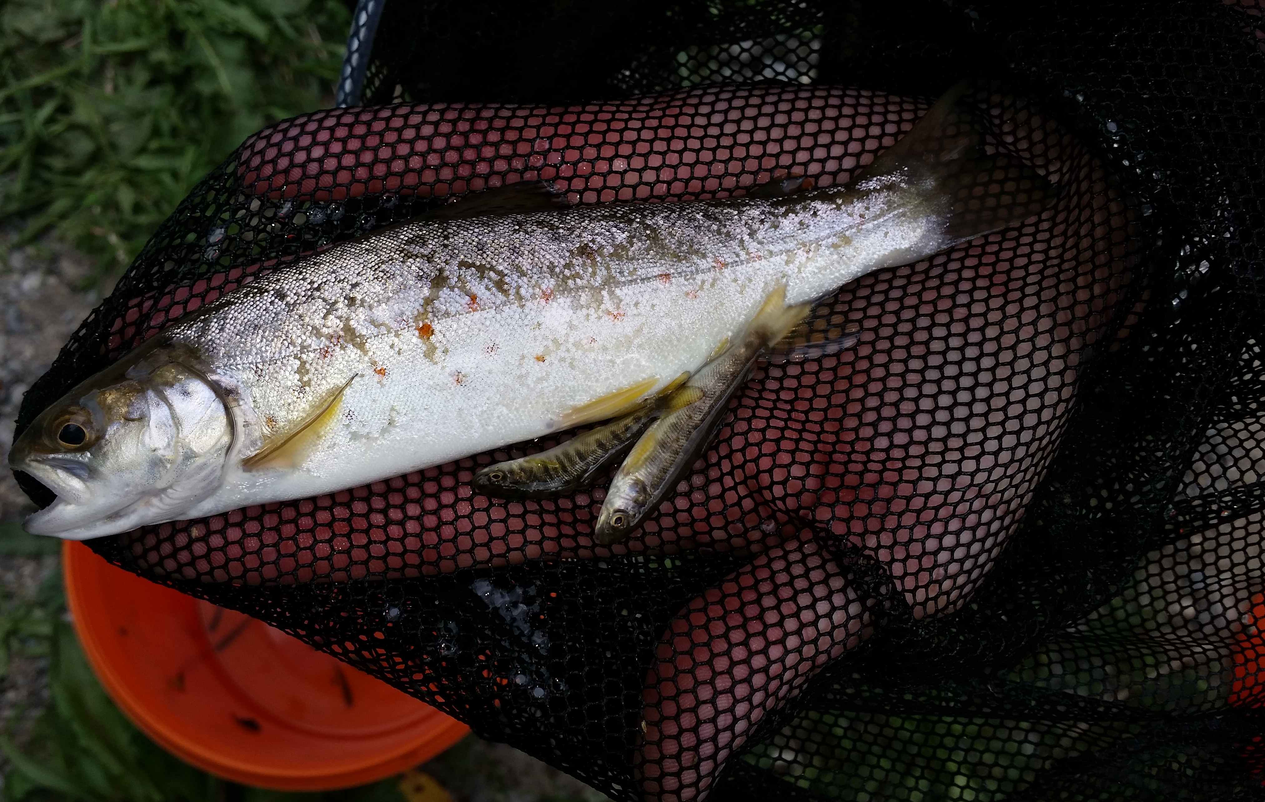 WFR1718.17Juvenille brown trout from the Te Ngawai River 5 months and 1 year 5 month of age