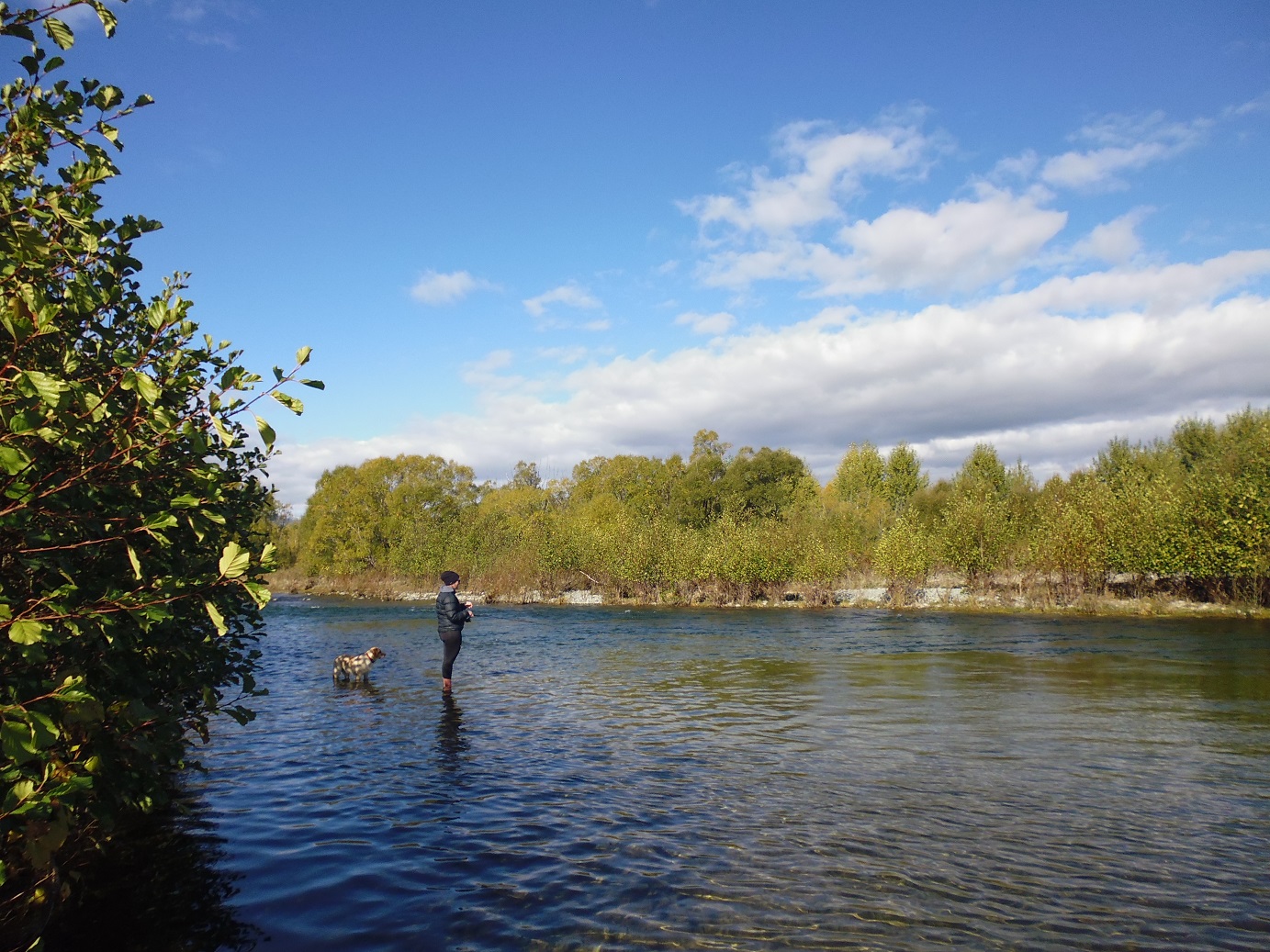 While the substrate was clean Alder growth has been prolific this summer on the Tekapo River