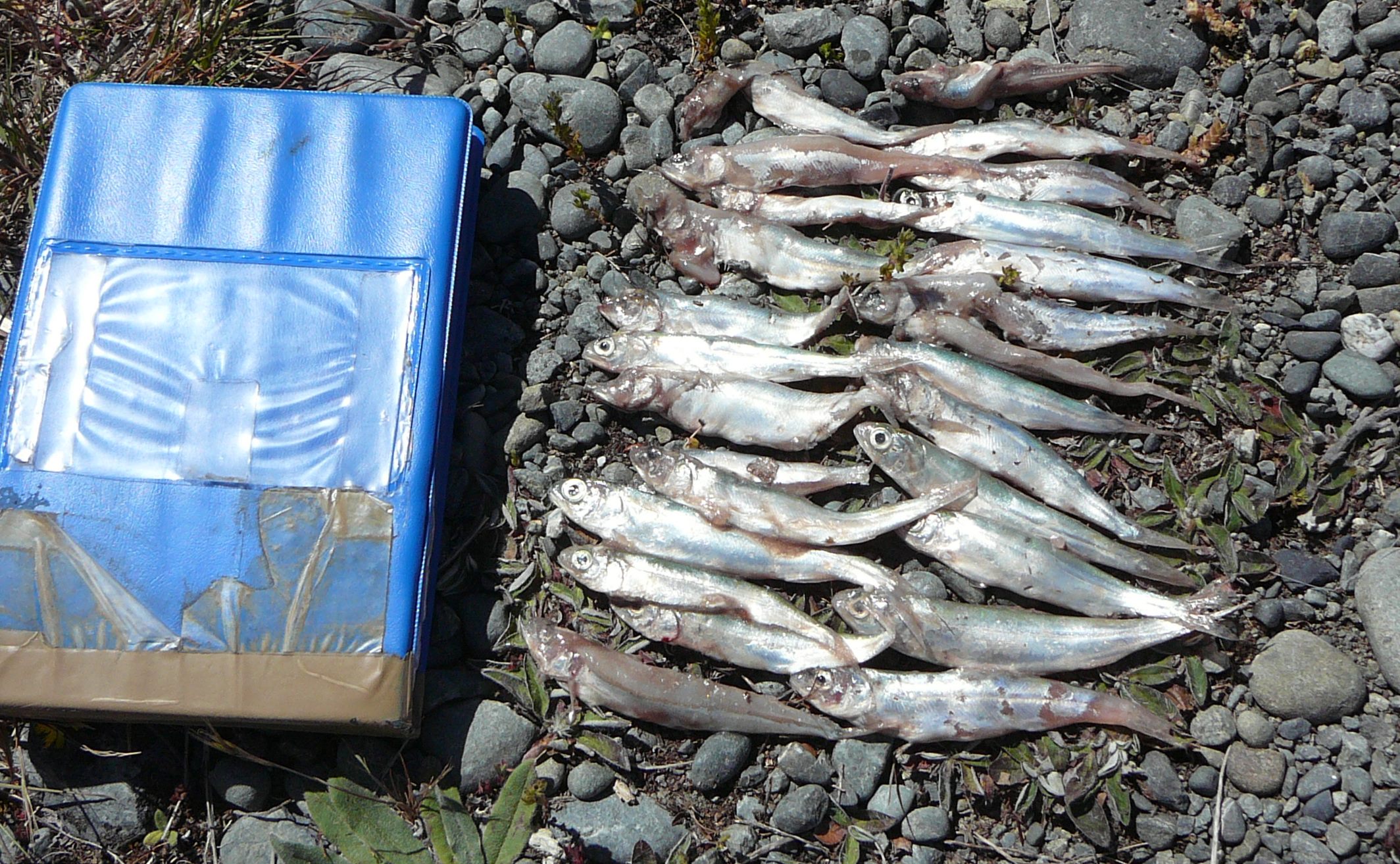 WFR1718.51 A 26 sockeye meal extracted from a Lake Benmore trouts stomach