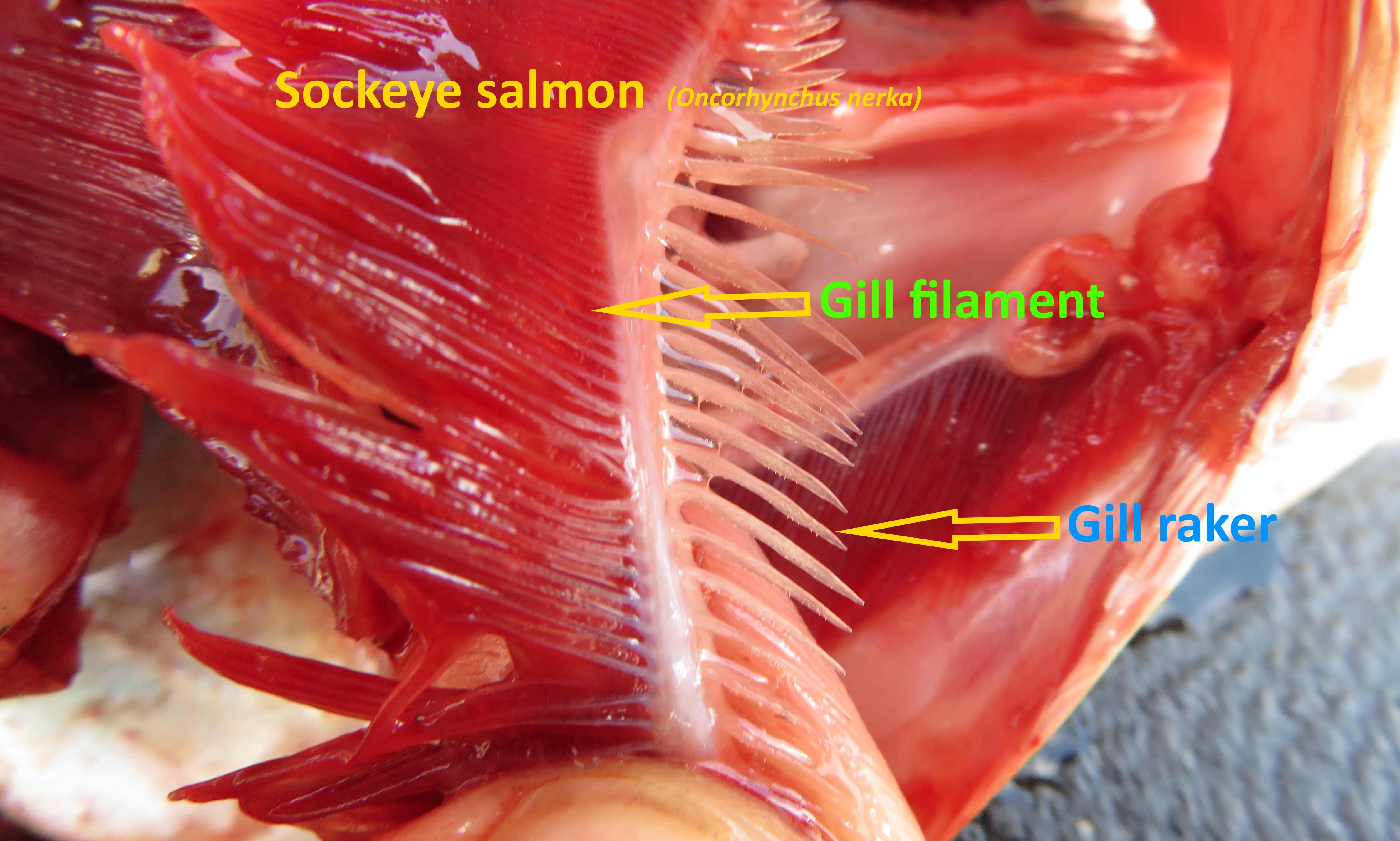WFR1819.19 Sockeye salmon gill rakers