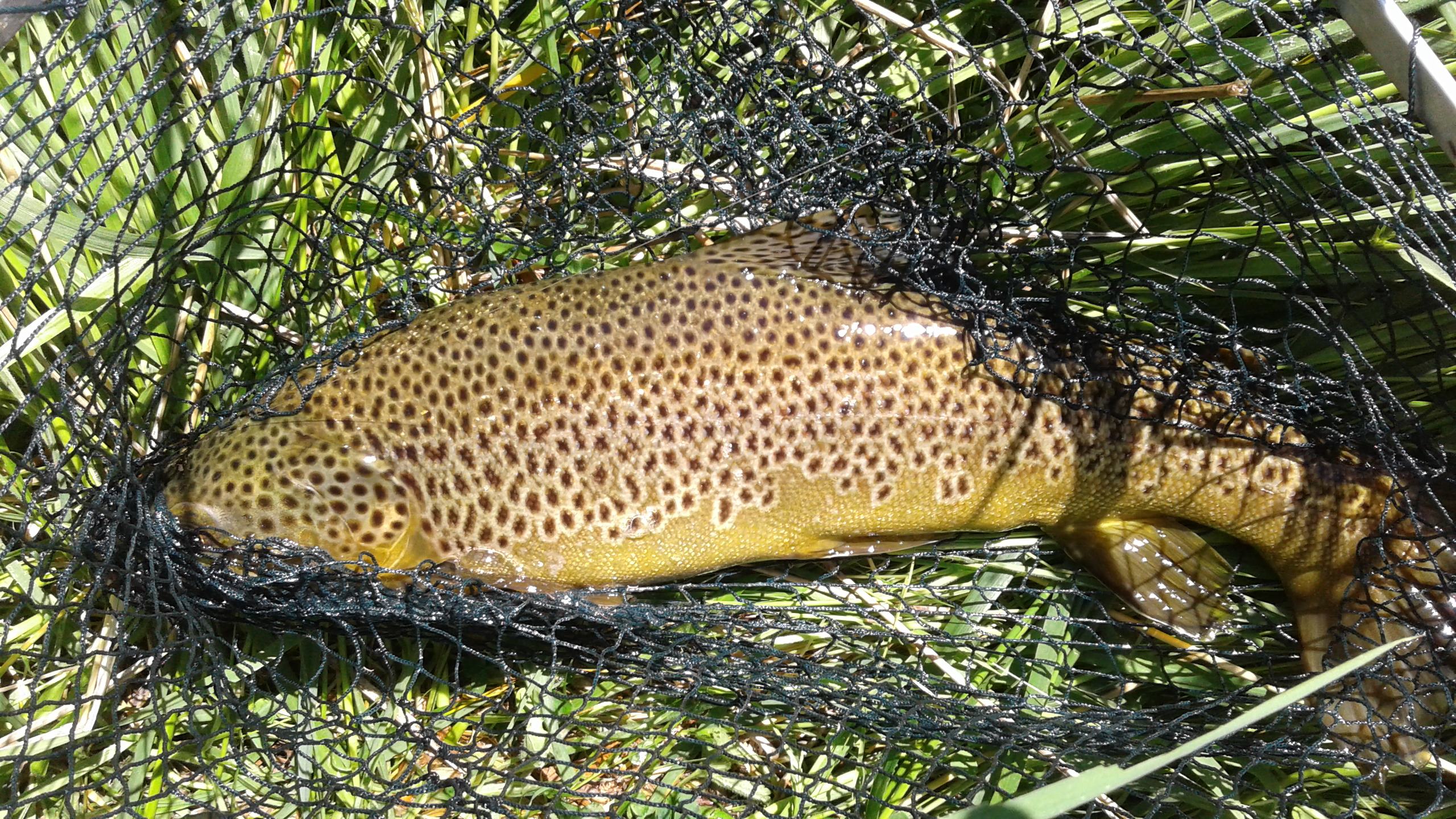 WFR1718.19A golden Benmore brown covered in spots Credit A Gillespie
