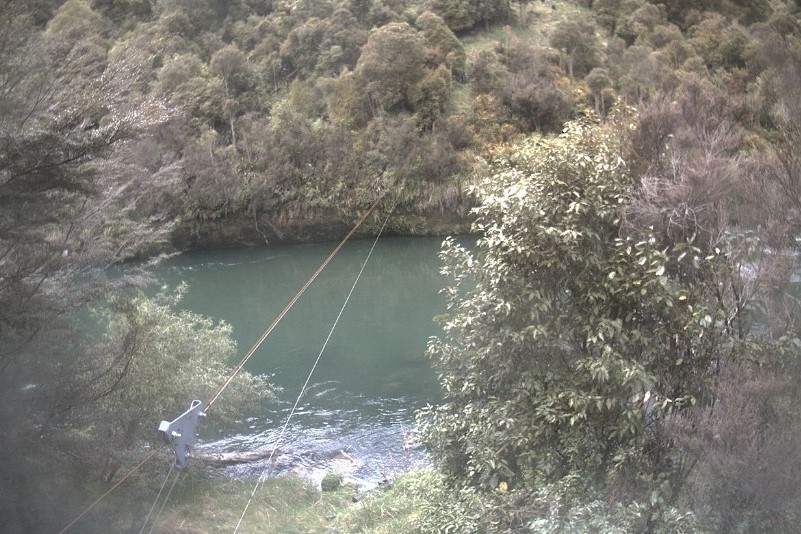 Rangitikei Pukeokahu 3310mm Manga WEB