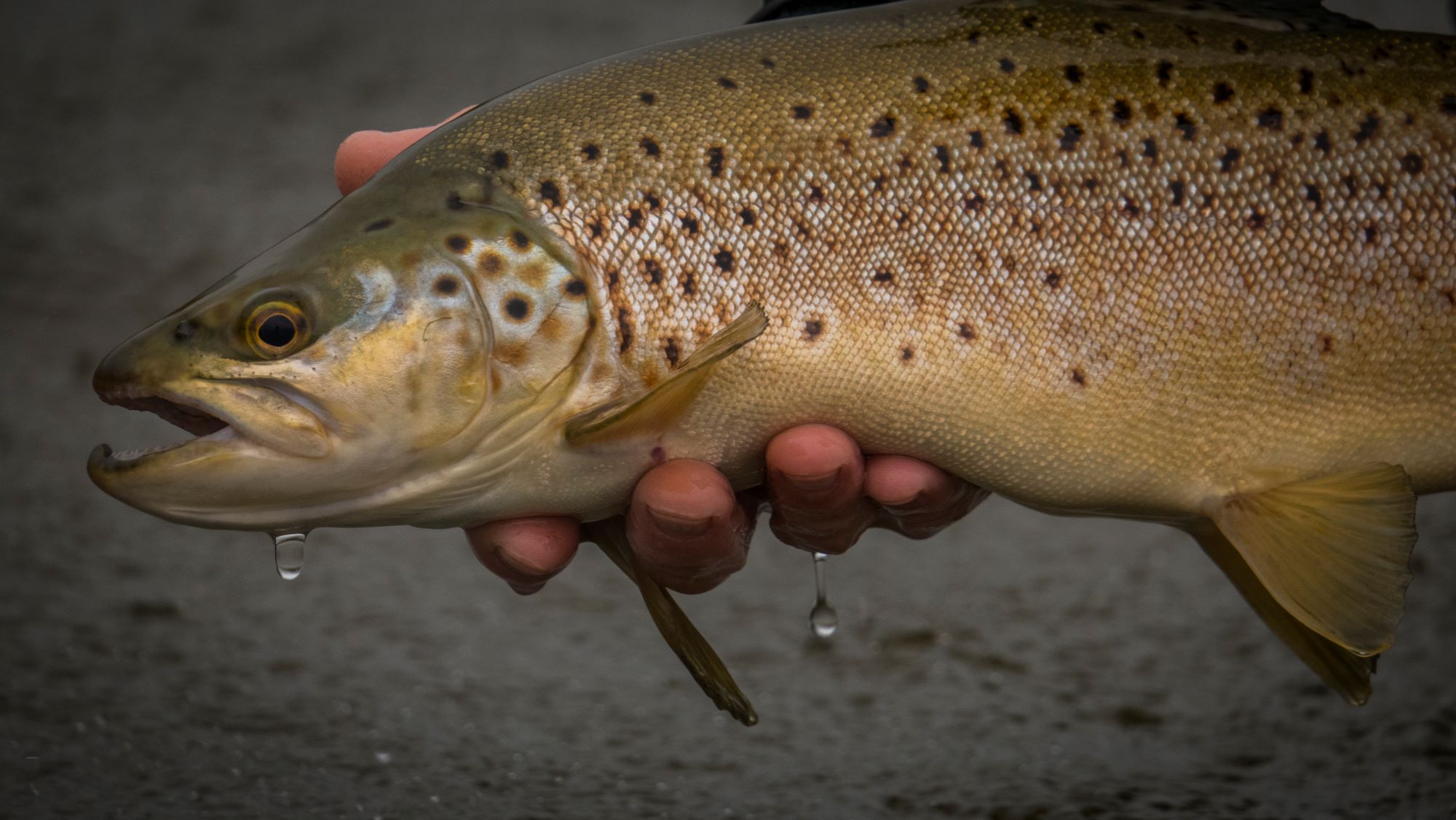 Beattle trout CopyA