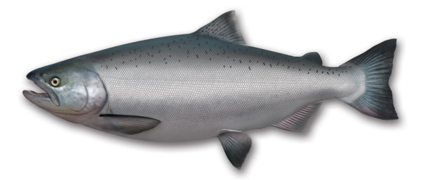 Chinook salmon, female