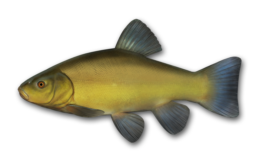 Tench Hamish