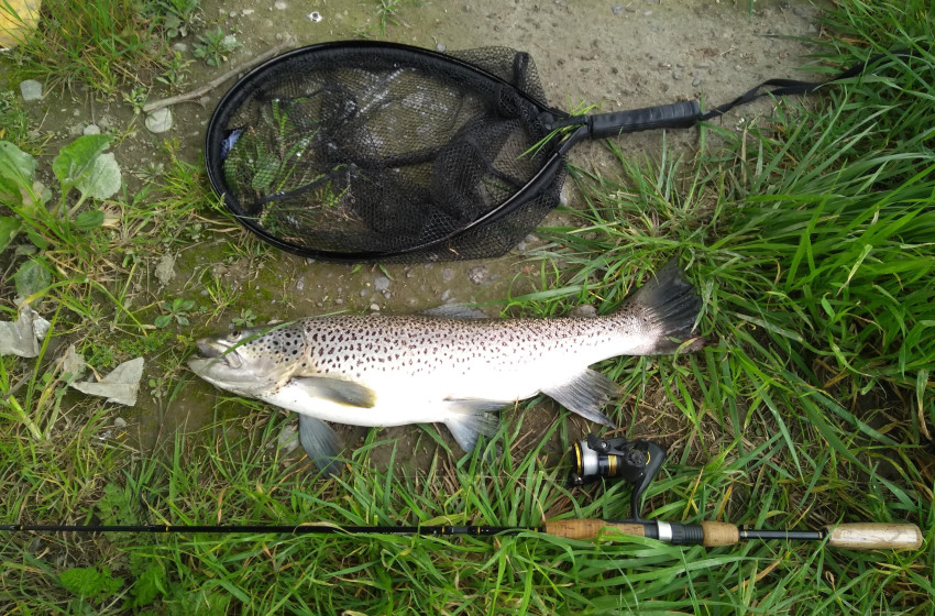 Wellington Weekly Fishing Report - 11 November 2021