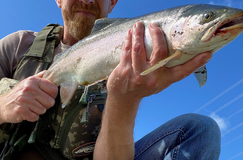 Wellington Weekly Fishing Report - 12 November 2020