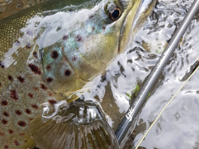 Tim Angeli kicked off his season with this spectacular brown trout from a small Wairarapa spring creek. Copy