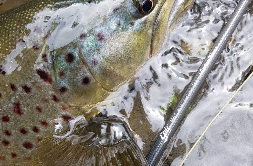 Wellington Weekly Fishing Report - 15 October 2020