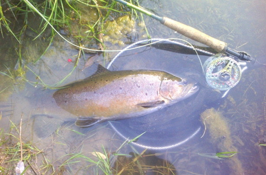 Wellington Weekly Fishing Report - 1st April 2021