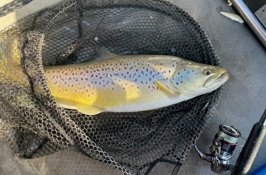 Wellington Weekly Fishing Report - 20 October 2022