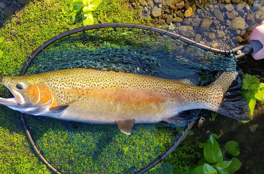 Wellington Weekly Fishing Report - 26 November 2020