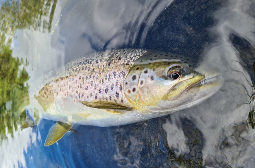 Wellington Weekly Fishing Report - 3 December 2020