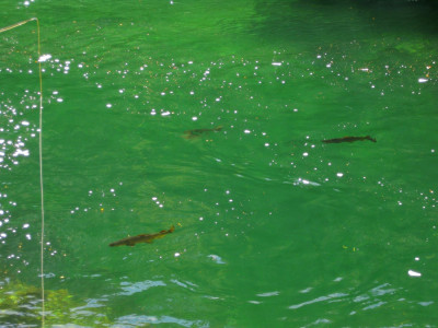 WR5Nov2020 cover Copy