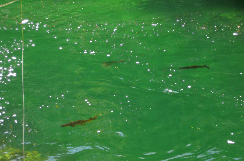 Wellington Weekly Fishing Report - 5 November 2020