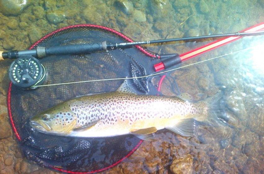 Wellington Weekly Fishing Report - 7th October 2021
