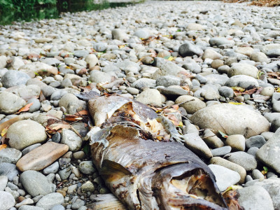 FG Too late for this trout