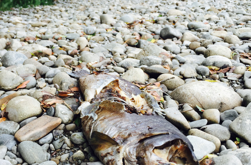 Prime Minister must act on his Chief Scientist’s advice and protect our fresh water