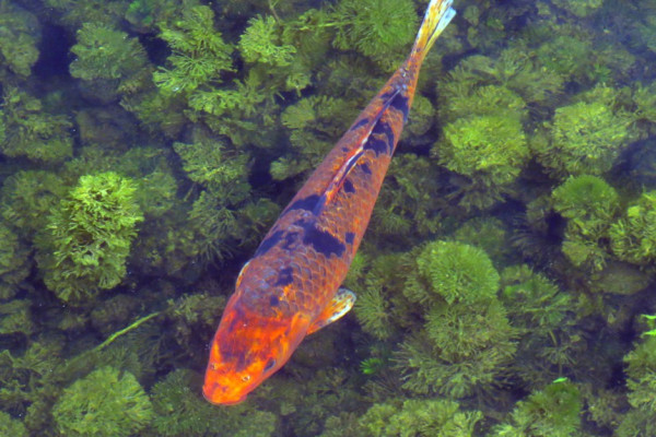 koi carp 01