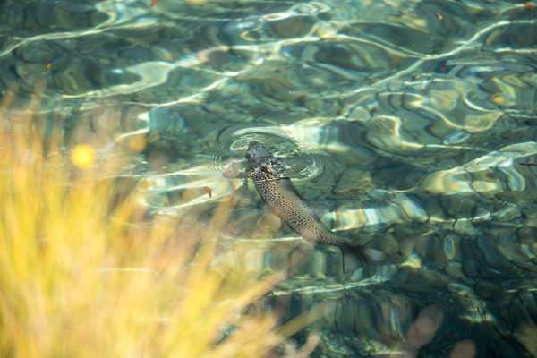 Otago Designated Waters Fisheries