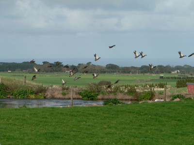 TBBApril19. A good breeding season means many ponds are currently holding good numbers of ducks
