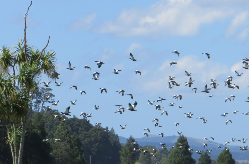 Northland Both Barrels April 2019