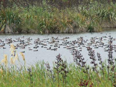 There will be plenty of paradise shelduck for those hunting within the Taranaki provincial area this season.