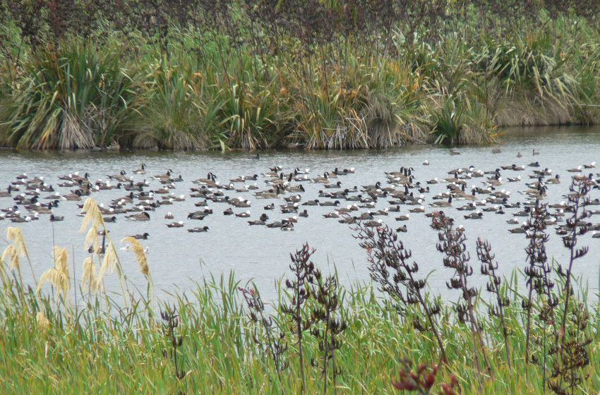 Taranaki Both Barrels April 2019