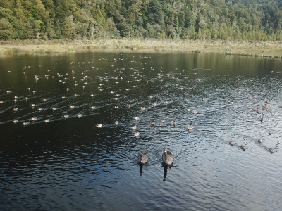 A promsing West Coast hunting spot recently photographed whilst doing preseason game bird counts . Photo credit Baylee Kersten 
