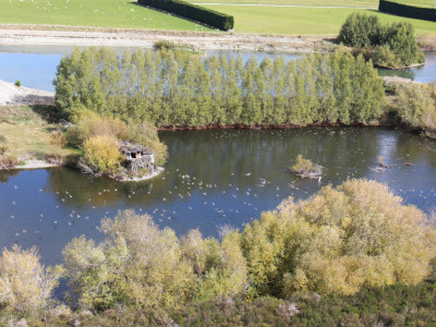 Mallard flight 2024 lots of ducks