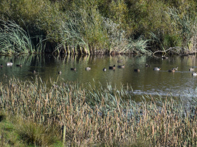 TBB1April 2024. Many ponds are currently holding good numbers of ducks.