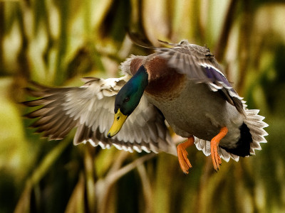 David Towgood Mallard DTP 0341ab