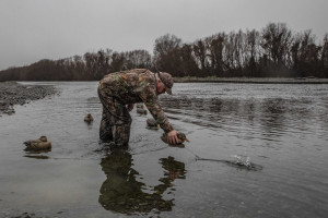 BBcsi4 'Hunter Craig Mckenzie positioning his decoys on the Opihi River for an evening shoot'   credit Richie Cosgrove