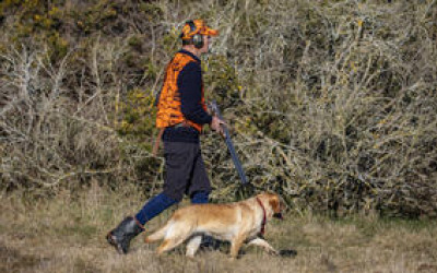BBcsiJULY2 hunting quail on the gorse infested margins of the Rakaitata River photo by Richie Cosgrove