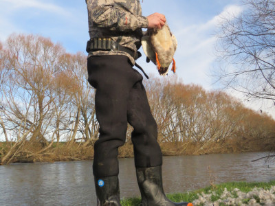 Ben plucking drakes late season