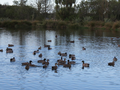 ducks at HB FnG Pond