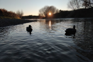 Decoy sunrise Makarewa River