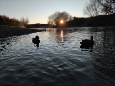 Decoy sunrise Makarewa River
