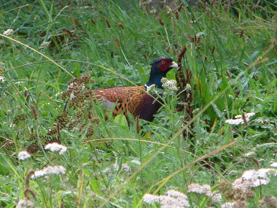 T1BBJuly2024. Taranaki pheasants can be out in all weather.