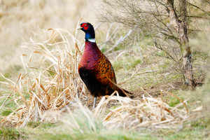 HB Pheasant   photo John Lumsden
