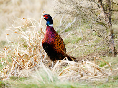 HB Pheasant   photo John Lumsden