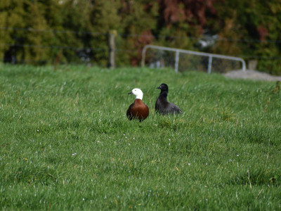 TBB June 2024. Pairs of parries