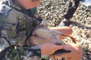 BBcsi15 “Sefton Stevens plucking a duck after a successful morning’s mid season hunt”   credit Hamish Stevens