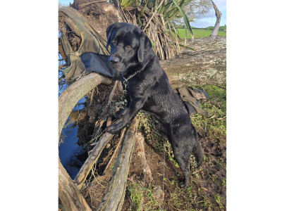Glenn Stewarts pup Moki keeping watch